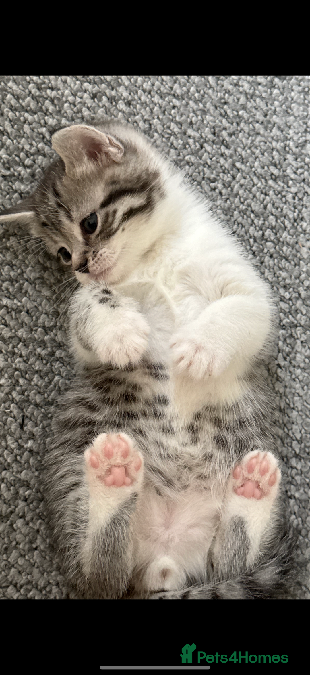 British Shorthair cats for sale: Beautiful half BSH Kittens  - Image 14