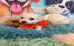 Bichon Frise dogs for sale: Kc registered show quality puppies - Image 3