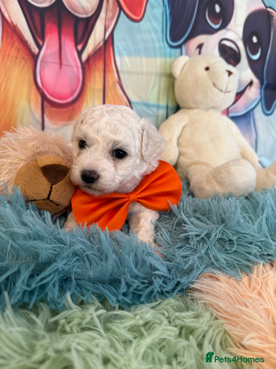 Bichon Frise dogs for sale: Kc registered show quality puppies - Image 3