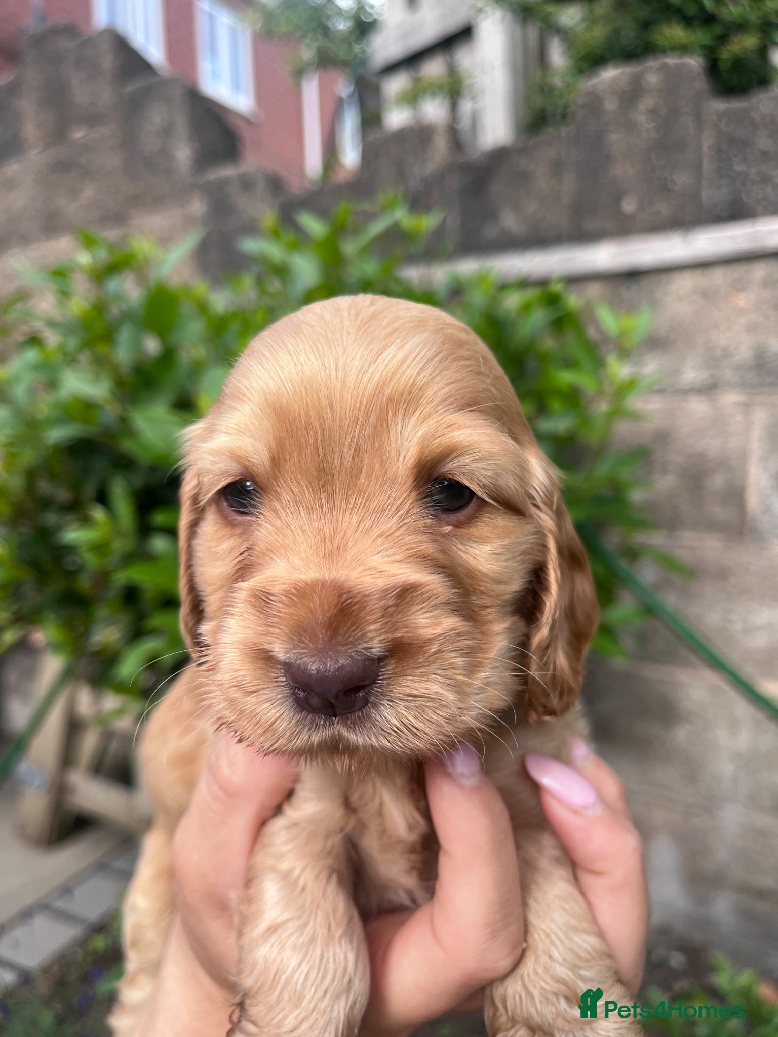 Cocker Spaniel dogs EASTDRAY X SIMBAWOOD GOLDEN GIRLS CHOC SABLE BOYS - Advert 1