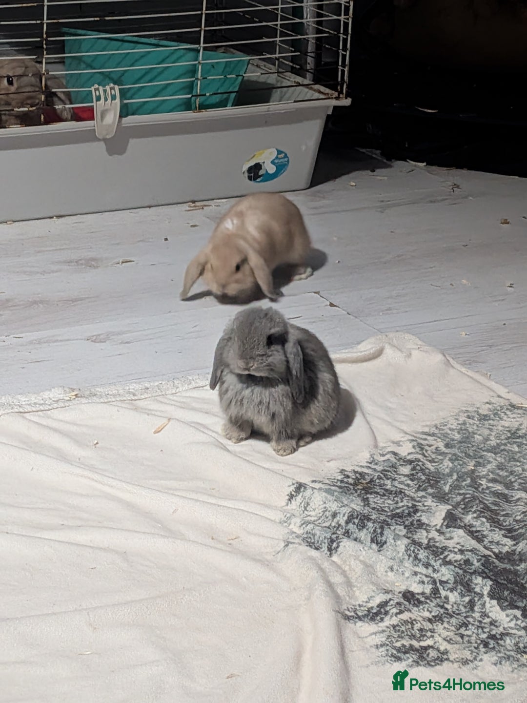 Mini Lop rabbits for sale: Baby mini lops ready for their forever homes - Advert 12