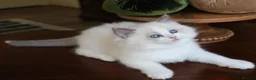 Ragdoll cats for sale: purebred Ragdoll kittens for sale  - Advert 11