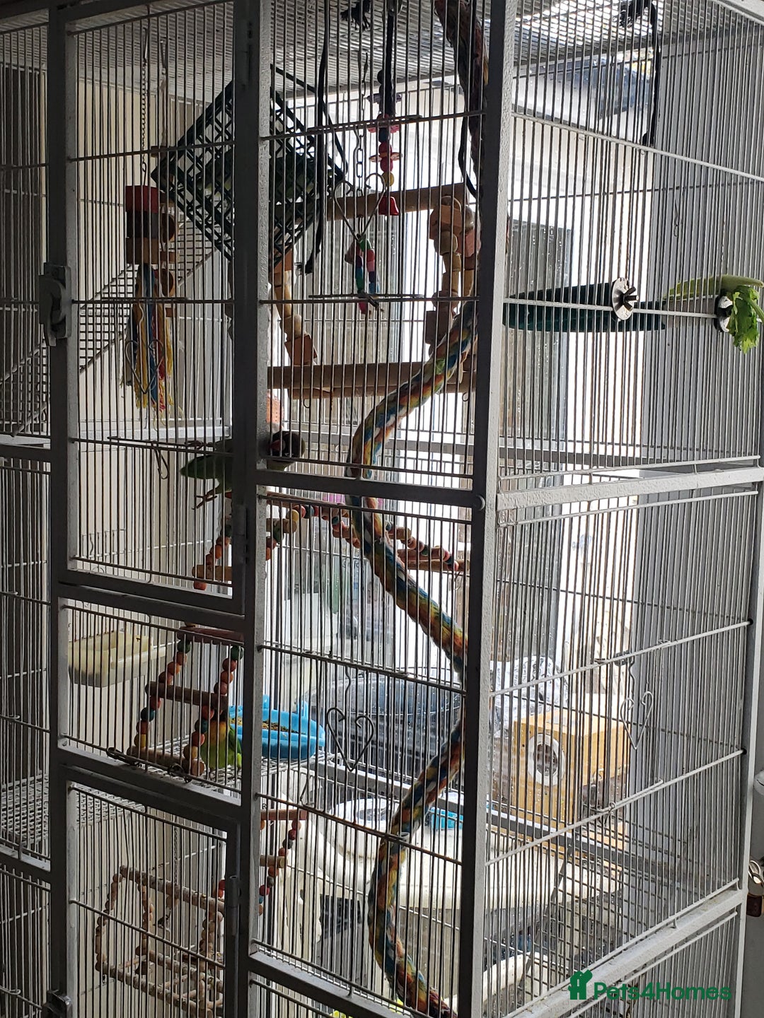Lovebirds birds for sale: Love birds family - Image 1