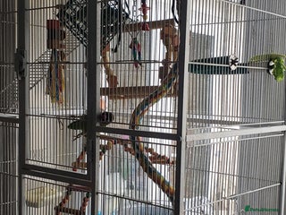 Lovebirds birds - Advert 3