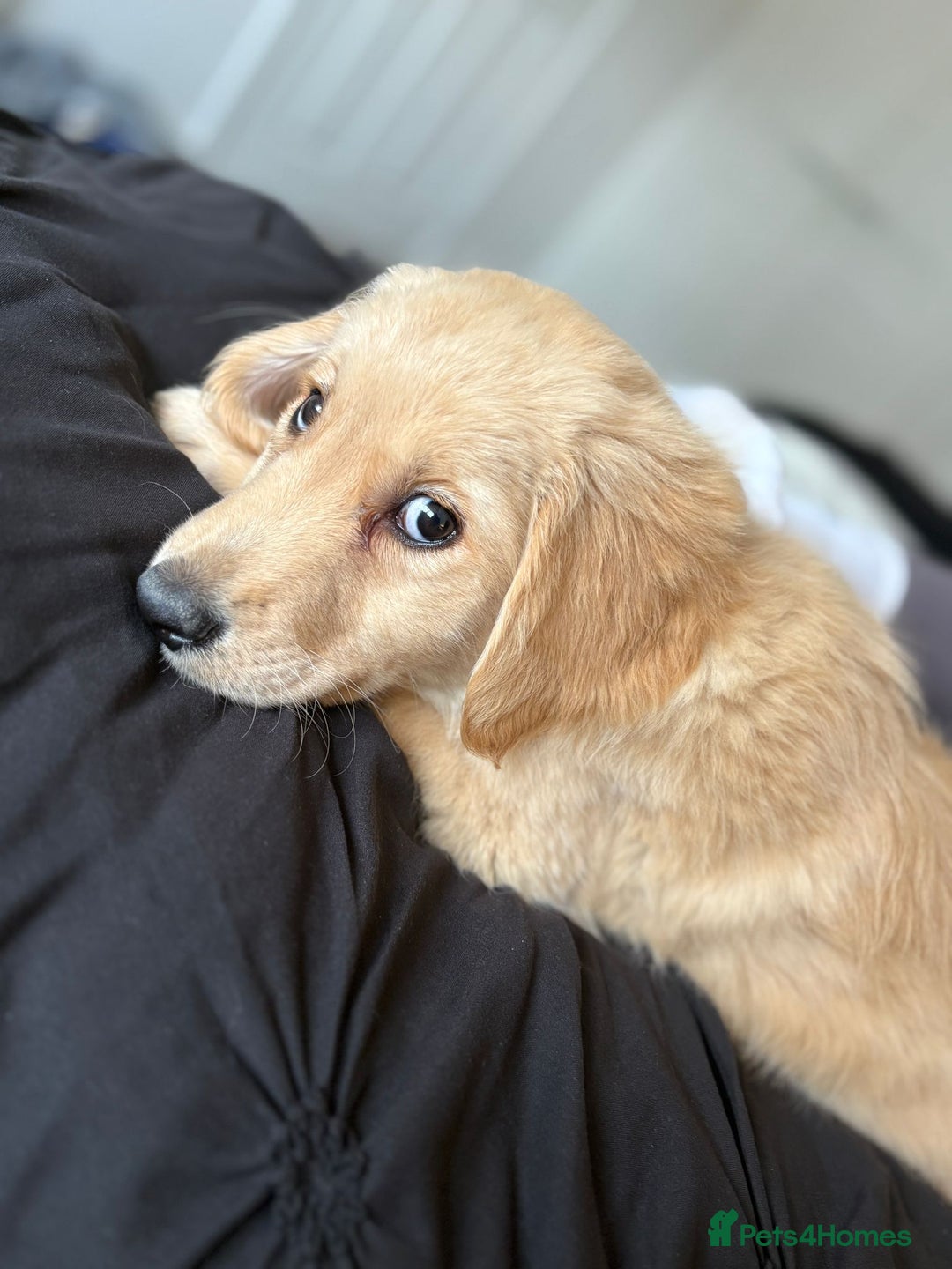 Golden Retriever dogs for sale: Goldren retriever puppies  - Image 2