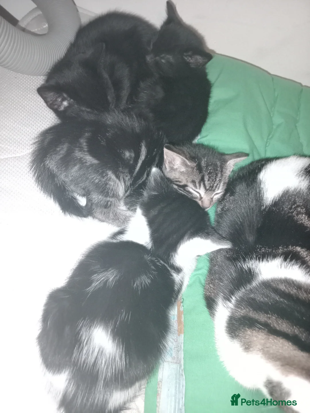 Mixed Breed cats for sale: Beautiful gems to add to a loving family  in Dudley - Advert 10