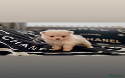 Pomeranian dogs for sale: KC Pomeranian pups - Image 4