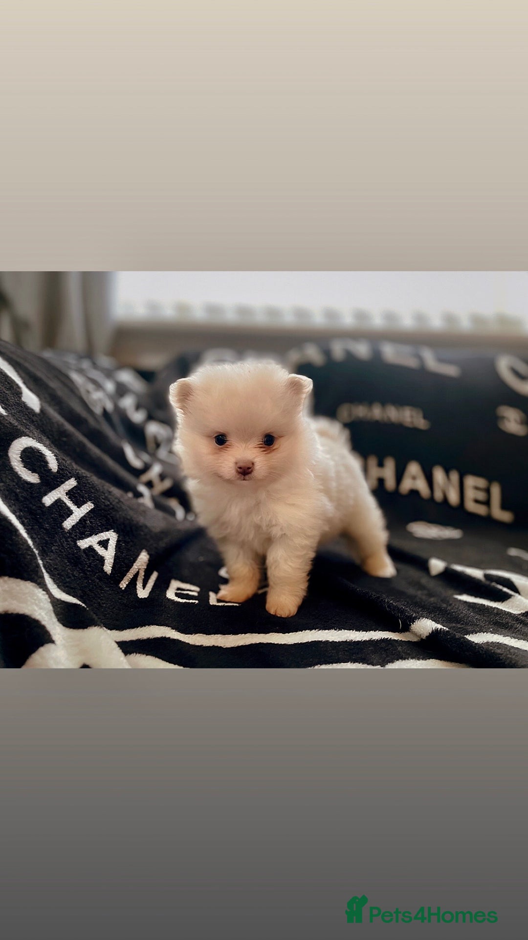 Pomeranian dogs for sale: KC Pomeranian pups - Image 4
