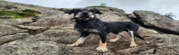 Huntaway dogs for sale: Rare Grizzly Huntaway Boy - Great Character in Crymych - Advert 5