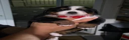 Bernese Mountain Dog dogs for sale: Bernese mountain Puppy  - Advert 14
