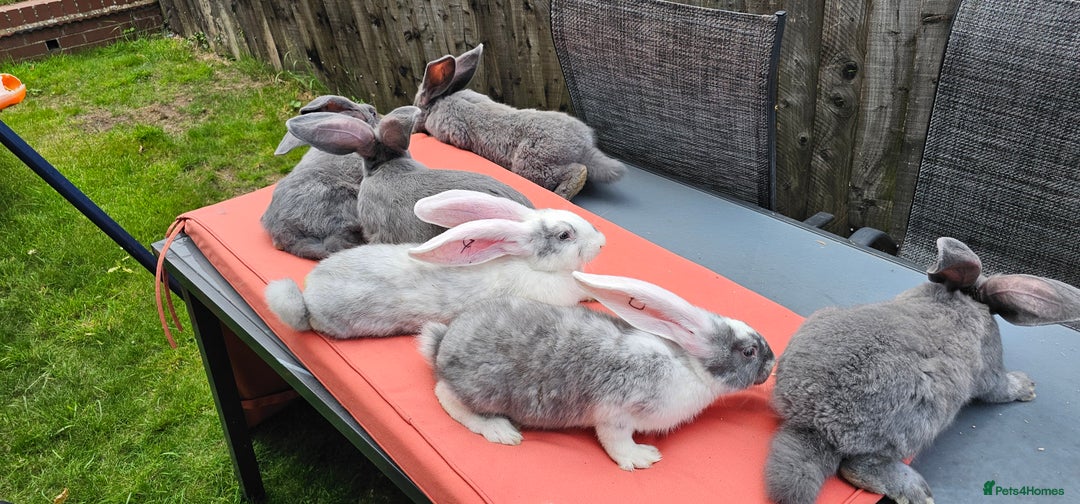 Continental Giant rabbits for sale: Merle colours  , rusian blue fur  - Image 25