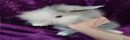 Mini Lion Lop rabbits for sale: Mini lion head lop  - Advert 9
