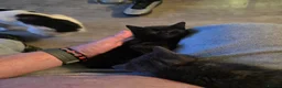 Mixed Breed cats for sale: Pure black and pure grey kittens - Advert 11