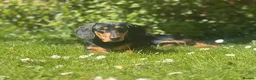 Miniature Dachshund dogs for sale: Gizmo - Advert 6