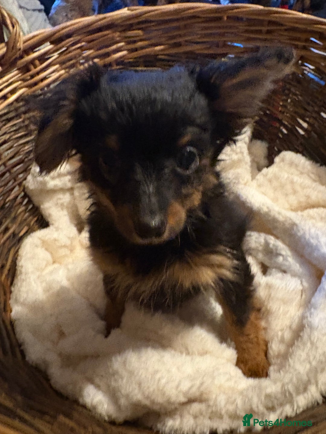 Mixed Breed dogs for sale: Yorkshire terrier x puppies  - Advert 5