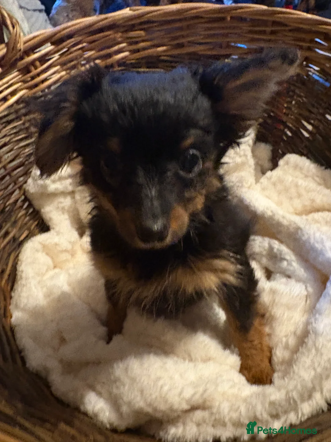 Mixed Breed dogs for sale: Yorkshire terrier x puppies  - Advert 5