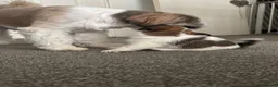 Mixed Breed dogs for sale: 4 gorgeous mini shih tzu x jack russels - Advert 29