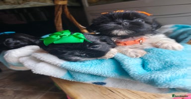 Shih Tzu dogs - Advert 7