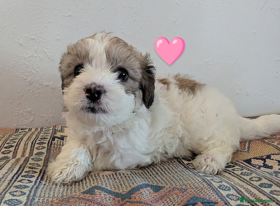 Cavachon dogs for sale: Cavachon Puppies - excellent example!  - Image 23