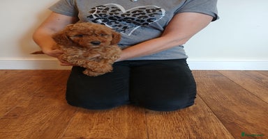 Labradoodle dogs - Advert 13