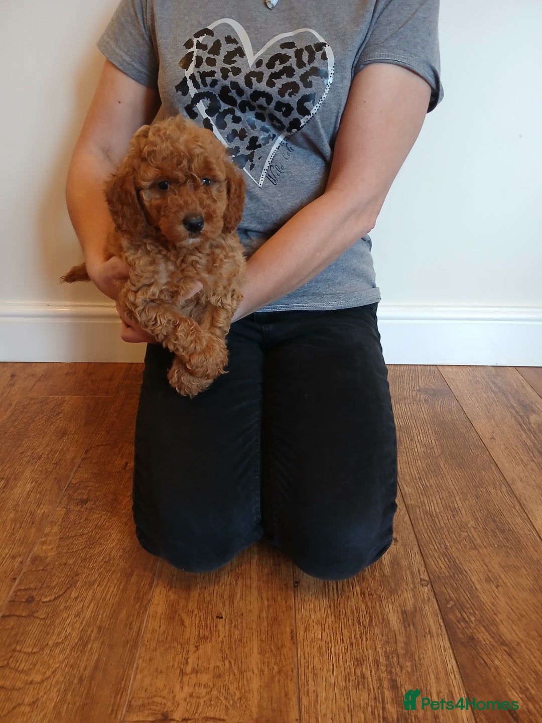 Labradoodle dogs for sale: Labradoodle puppies  - Image 3