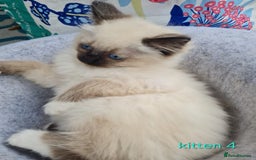 Ragdoll cats for sale: Beautiful ragdoll kittens 1 female left - Image 9