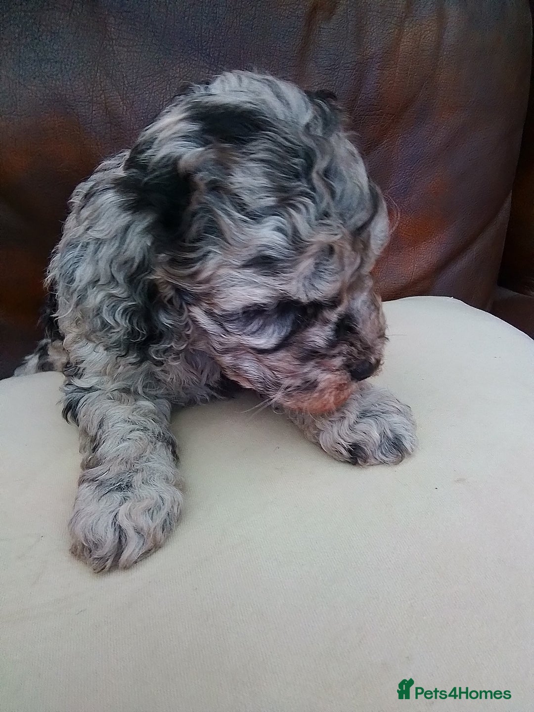 Cockapoo dogs for sale: Stunning cockapoo puppies f1b - Advert 4