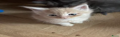 Maine Coon 1