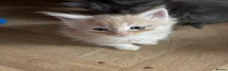 Maine Coon cats for sale: Majestic Maine Coon Kittens  - Advert 11