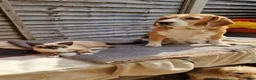 Mixed Breed cats for sale: Beautiful kittens boy and girl  - Advert 4