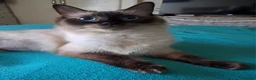 Ragdoll cats for sale: Pure bred beautiful ragdoll  - Advert 1