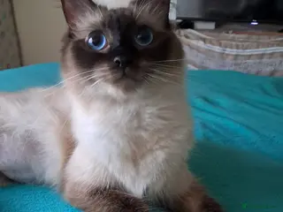 Ragdoll cats Pure bred beautiful ragdoll - Advert 1