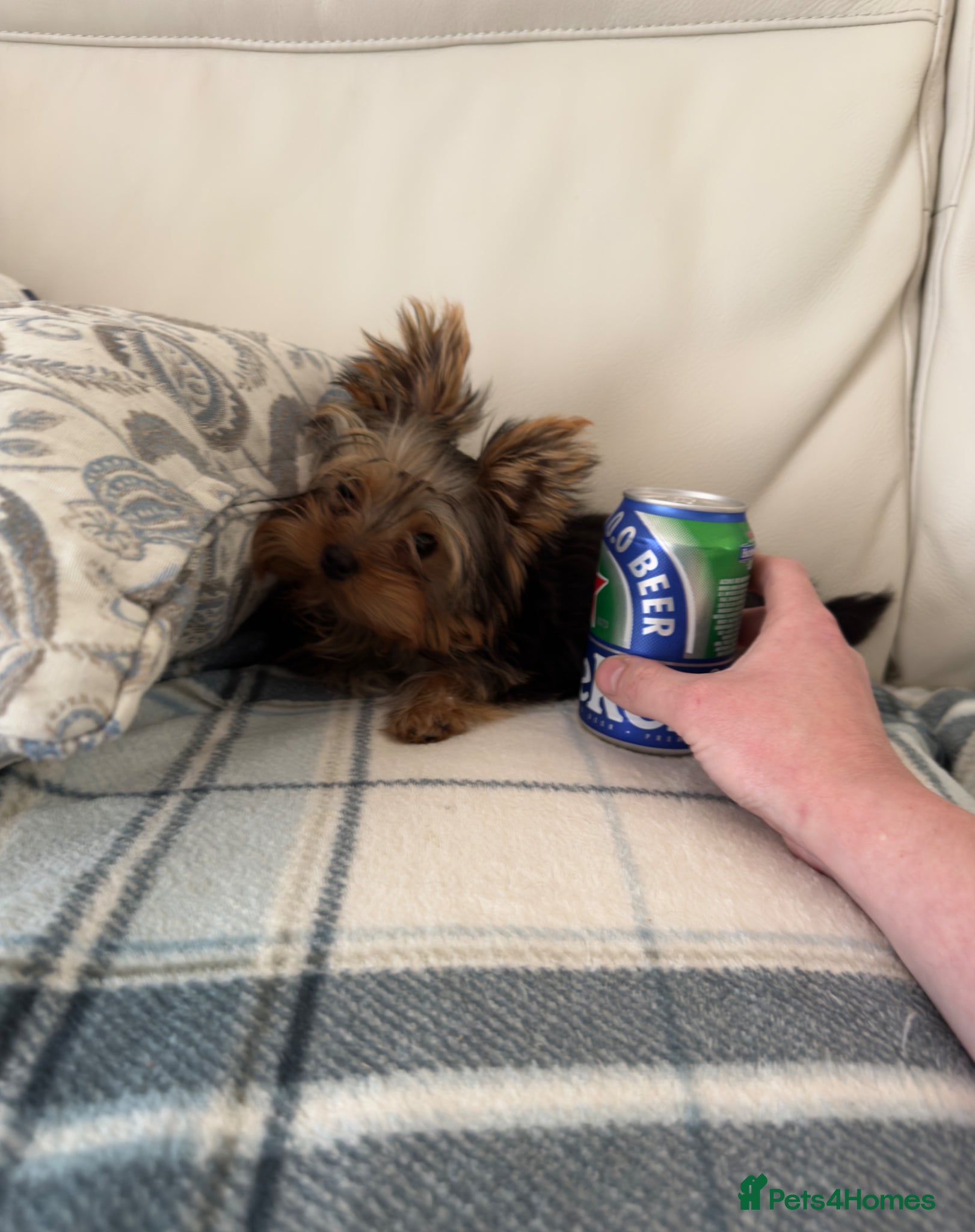 Yorkshire Terrier dogs Purebred Mini Yorkshire Terrier Boy - Advert 1