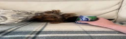 Yorkshire Terrier dogs for sale: Purebred Mini Yorkshire Terrier Boy - Advert 1