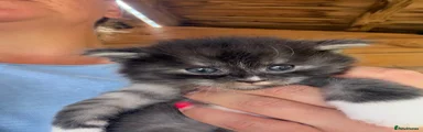 Maine Coon 2