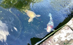Pond Fish fish for sale: Koi Carps - Advert 2