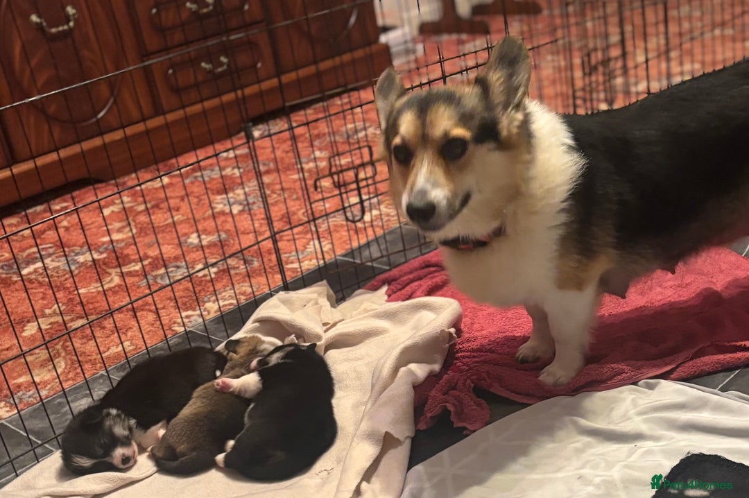 Welsh Corgi Pembroke dogs for sale: Champion Show quality stunning Corgi Puppies - Image 2