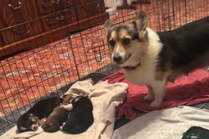 Welsh Corgi Pembroke dogs - Advert 1