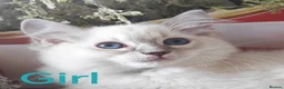 Ragdoll cats for sale: GCCF REGISTERED BEAUTIFUL RAGDOLLS KITTENS  - Advert 12