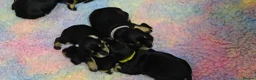 Mixed Breed dogs for sale: Schnoxie puppies  - Advert 14
