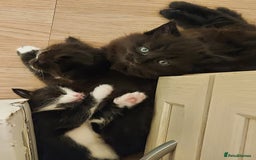 Mixed Breed cats for sale: Three boys looking for new home  - Image 4