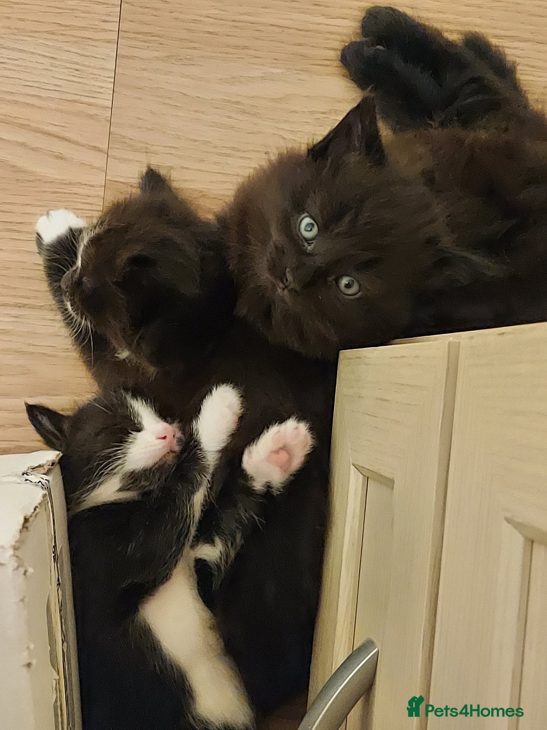 Mixed Breed cats for sale: Three boys looking for new home  - Image 4