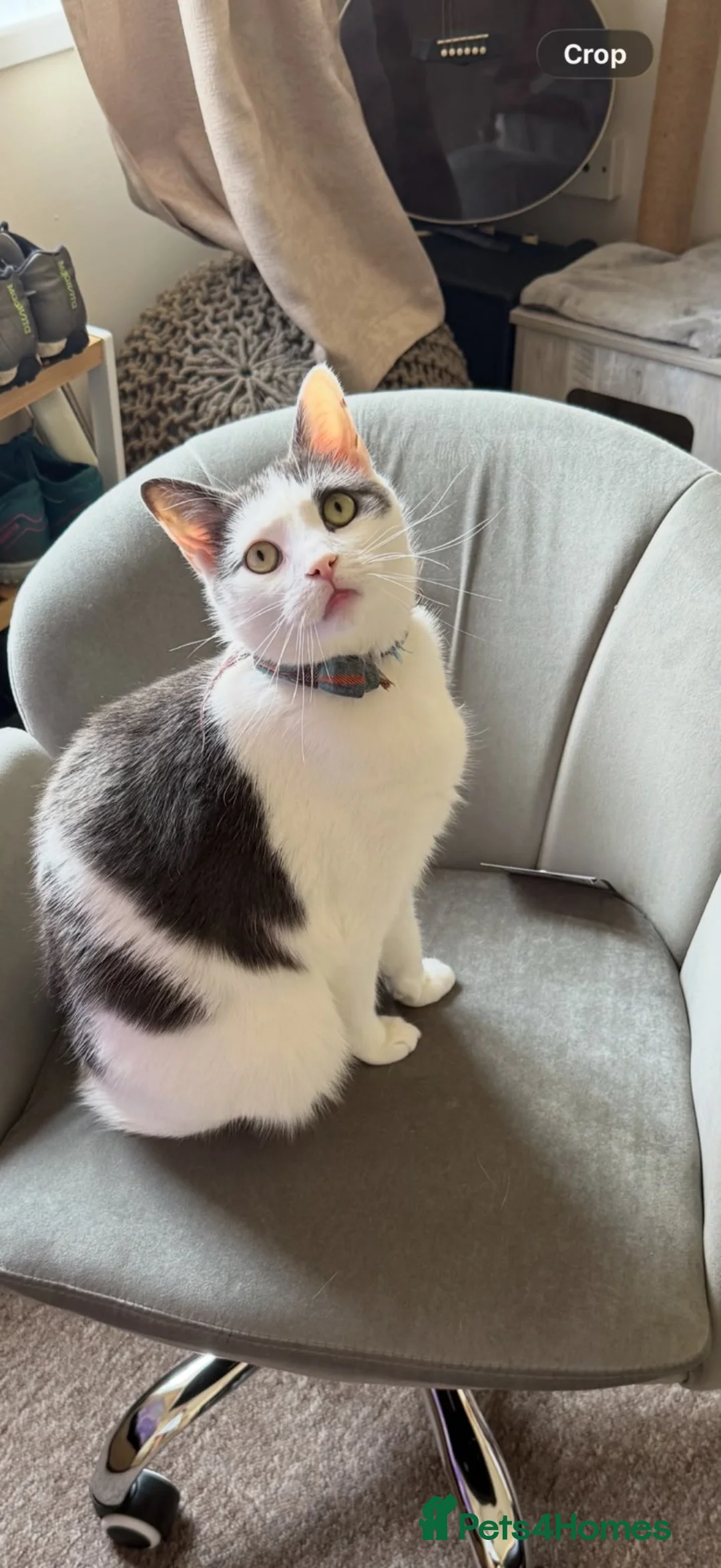 Mixed Breed cats for sale: 3 year old male cat for rehoming  in Kilgetty - Advert 1