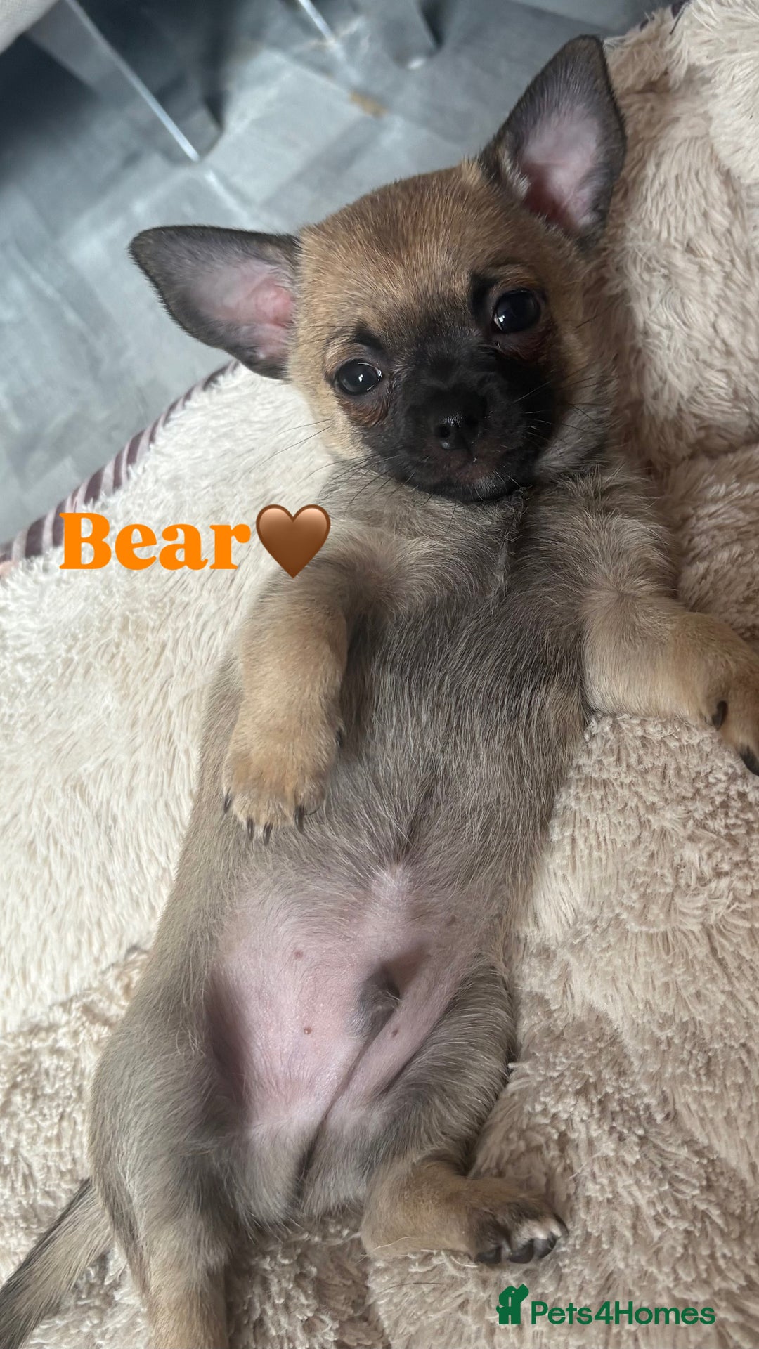 Chihuahua dogs for sale: Merle Chihuahua Puppies - Image 7