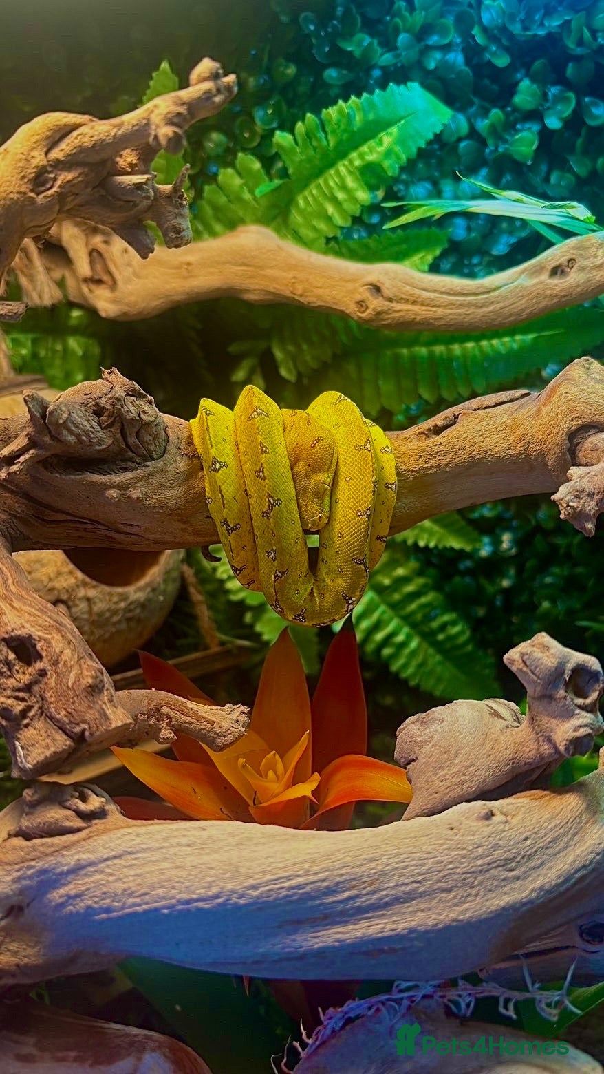 Python Snake reptiles for sale: Green tree python  - Advert 1