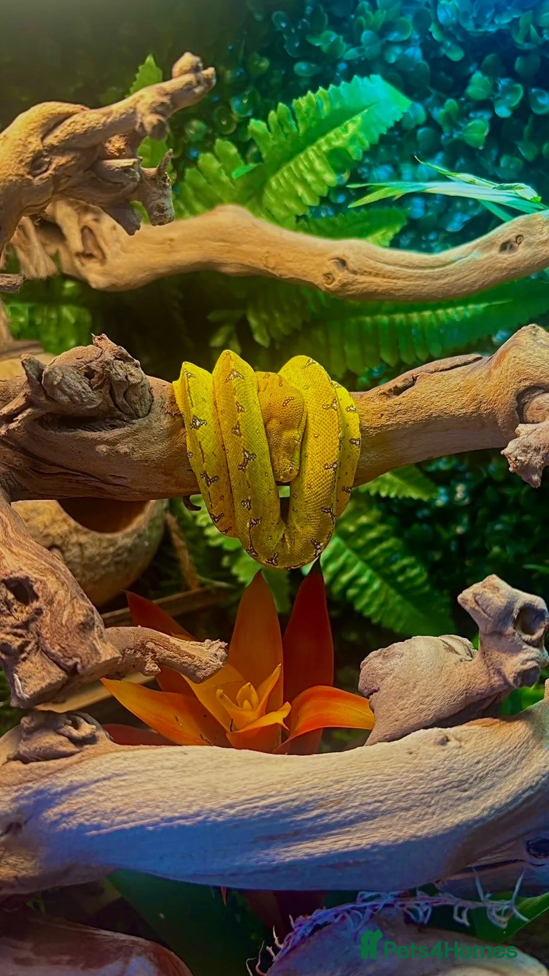 Python Snake reptiles for sale: Green tree python  - Advert 1