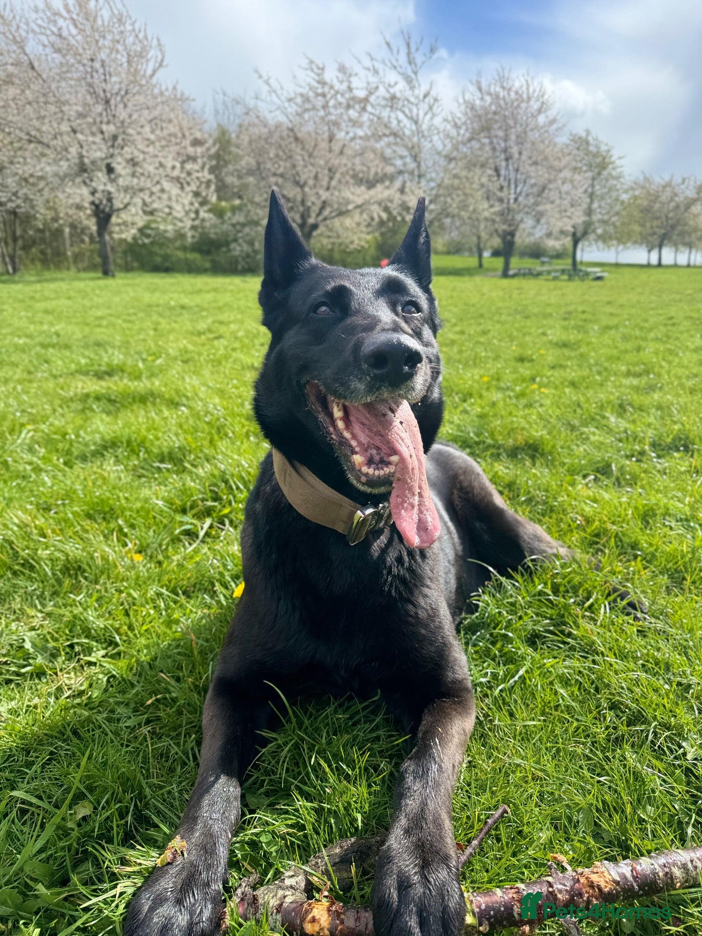 Mixed Breed dogs Belgian shepherd x German shepherd  - Advert 1
