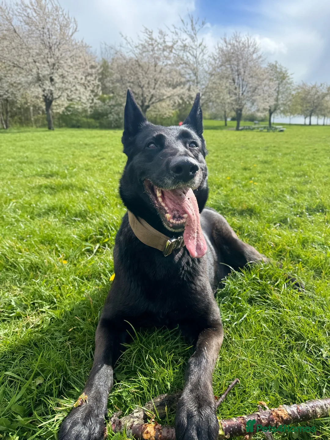 Mixed Breed dogs for sale: Belgian shepherd x German shepherd  in Sheffield - Advert 1