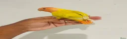 Lovebirds birds for sale: Hand reared lovebirds for sale  - Advert 19