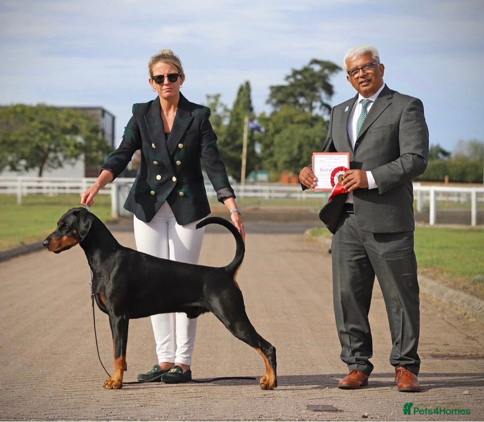 Dobermann dogs CH & Sport- KC Reg - FULLY HEALTH & Heart - Advert 9